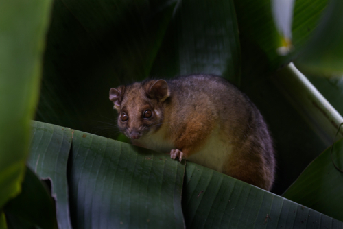 Small brown possum hiding in banana leaves - Australian Stock Image