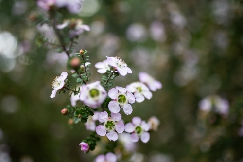 Small Chamelaucium uncinatum flowers of Geraldton wax plant - Australian Stock Image