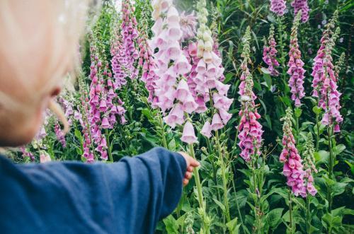 Small child reaching for foxglove flower