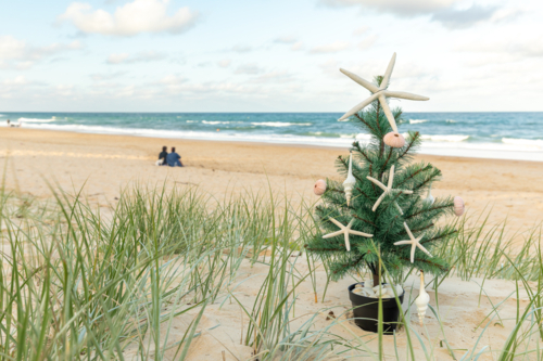Small Christmas tree with starfish and shell ornaments on sand dunes at beach - Australian Stock Image