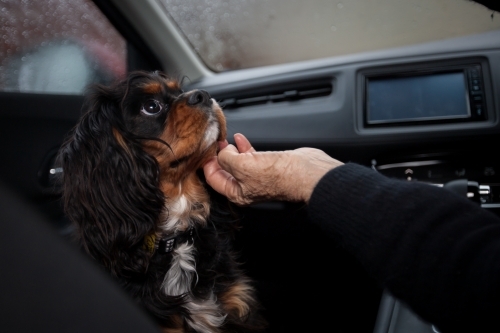 Small dog being petted in front seat of a car - Australian Stock Image