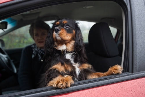 Small dog looking out open car window - Australian Stock Image