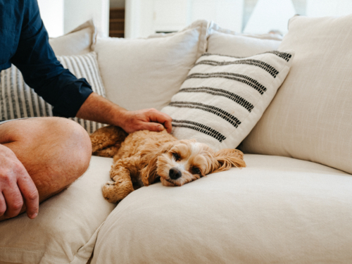 Small dog lying comfortably on the sofa. - Australian Stock Image