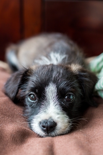 Small dog lying down on a brown fabric - Australian Stock Image