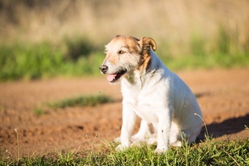 Small dog sitting on dirt path looking into sun - Australian Stock Image