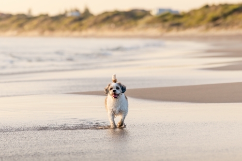 Small dog walking on beach at sunset