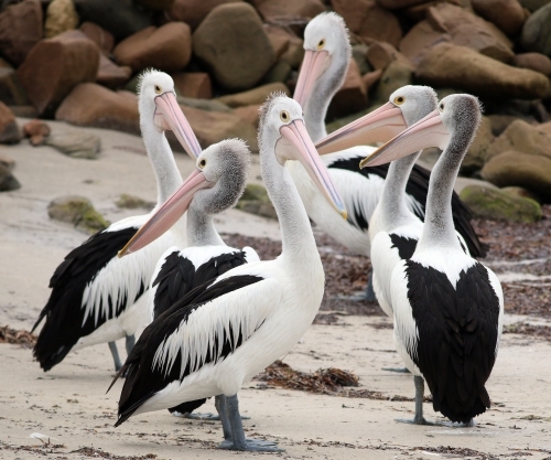 Small flock of pelicans