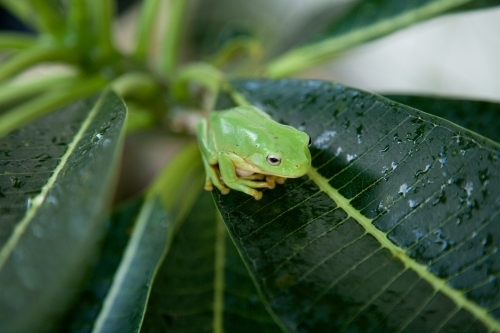 Small green frog sitting on leaf - Australian Stock Image