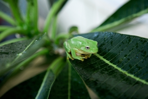 Small green frog sitting on leaf - Australian Stock Image