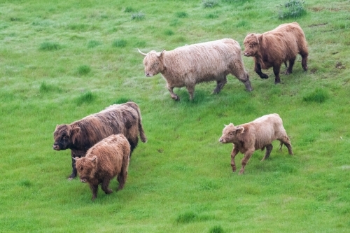 Small herd of brown highland cows walking together in green pasture - Australian Stock Image