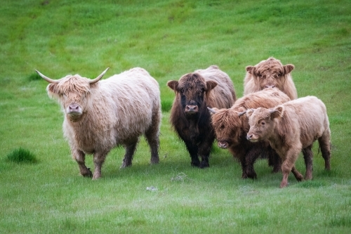 Small herd of highland cows walking together in green grassy pasture - Australian Stock Image