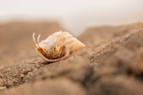 Small hermit crab hiding in shell at the beach - Australian Stock Image