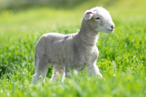 Small lamb in the springtime running to it's mother. - Australian Stock Image