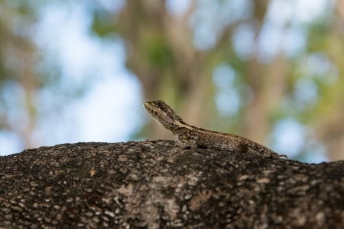 Small lizard resting on a large branch