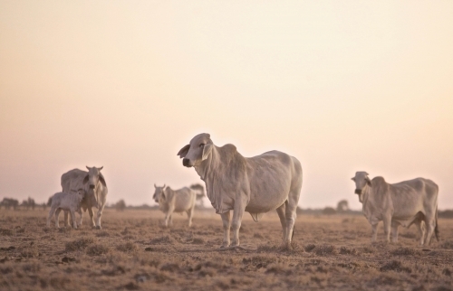 Small mob of Brahman cattle standing on dry short grass against soft sky on dusk, calf and cows