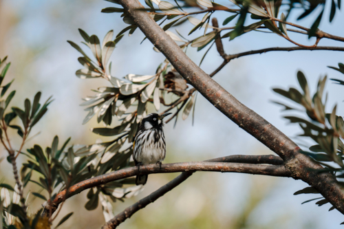 Small New Holland Honeyeater bird with black and white plumage perched on banksia tree branch - Australian Stock Image