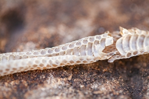 Small piece of snake skin - Australian Stock Image