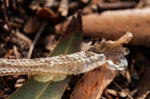 Small piece of snake skin - Australian Stock Image