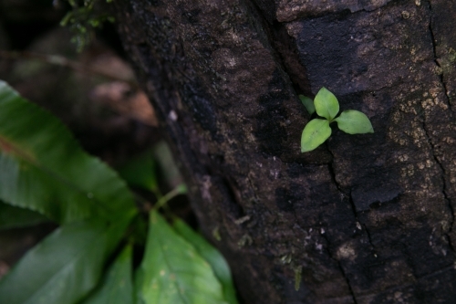 Small plant growing inside a tree - Australian Stock Image