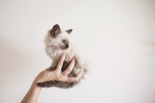 Small purebred kitten being held up.