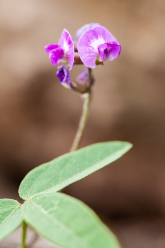 Small purple native flower - Australian Stock Image