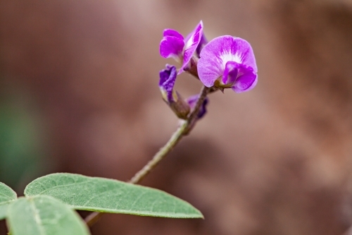 Small purple native flower - Australian Stock Image