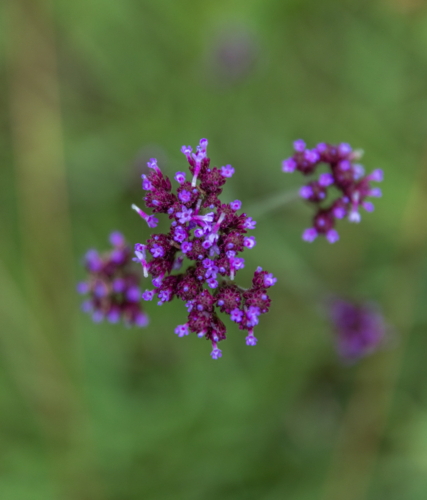 Small purple wildflowers against green grass - Australian Stock Image