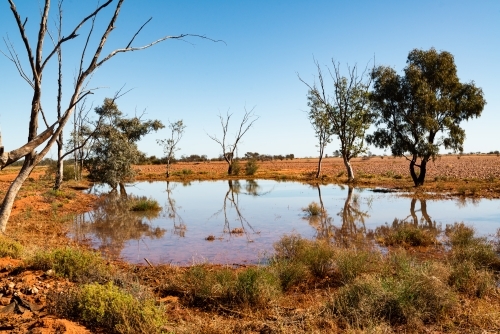 Small trees reflected in water after rain in desert country with orange sand