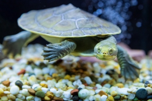 small turtle in tank looking at camera