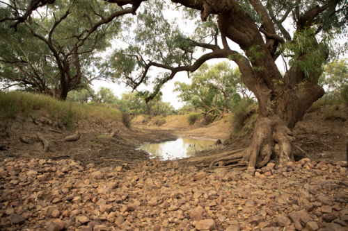 Small waterhole in the Barcoo River, with large trees - Australian Stock Image