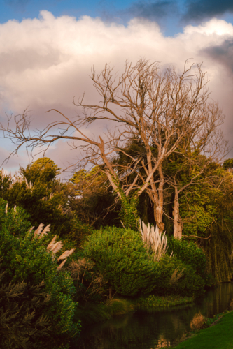 Small waterway with bare tree and lush vegetation - Australian Stock Image