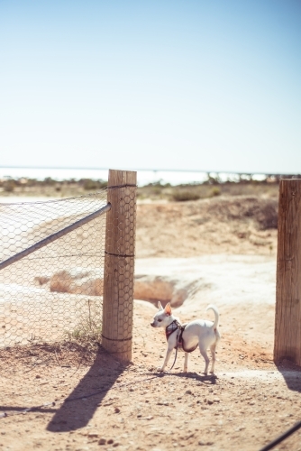 Small white chihuahua dog with lead harness outside - Australian Stock Image