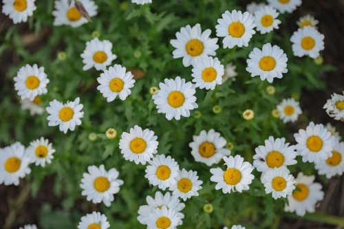 Small white chrysanthemums growing in vegetable garden as companion planting - Australian Stock Image