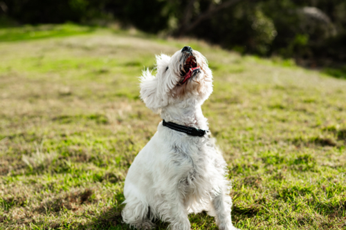 Small white dog poses happily in a lush green field, enjoying the warm sunlight - Australian Stock Image