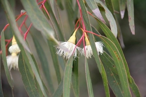 Small white flowers on eucalyptus tree - Australian Stock Image