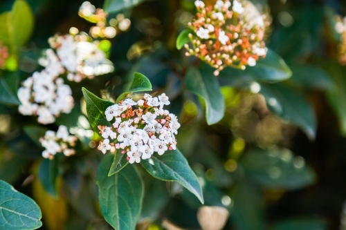 Small white flowers on green bush - Australian Stock Image