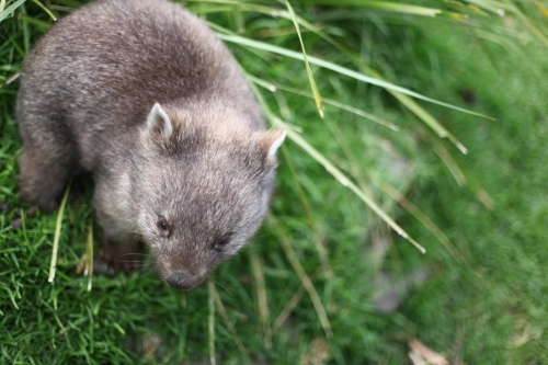 Small wombat, from above, walking in green grass, Tasmania