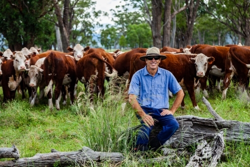 Smiling farmer with cattle behind in green paddock after rain - Australian Stock Image