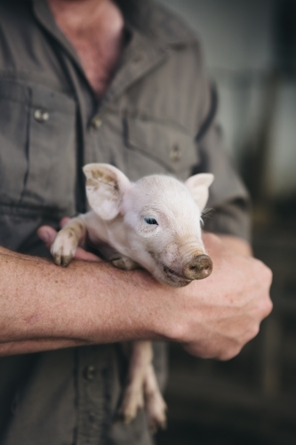 Smiling one day old piglet in farmer's arms - Australian Stock Image
