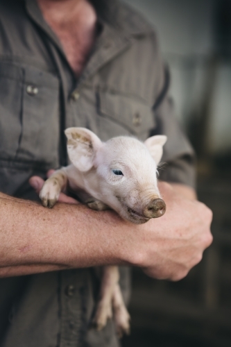 Smiling one day old piglet in farmer's arms