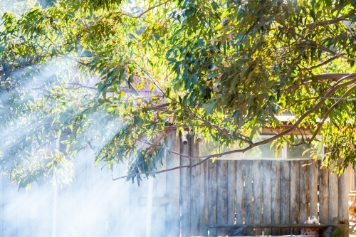 Smoke and sunlight with rays of light shining through gumtree leaves and branches - Australian Stock Image