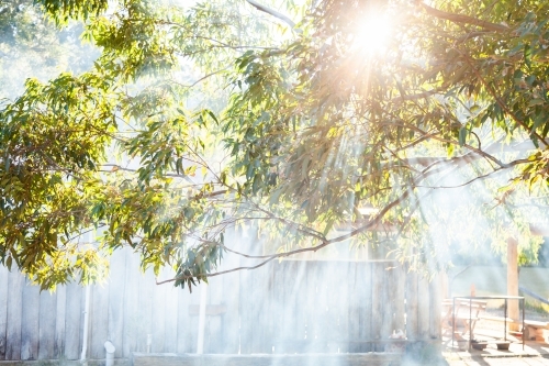 Smoke and sunlight with rays of light shining through gumtree leaves and branches - Australian Stock Image