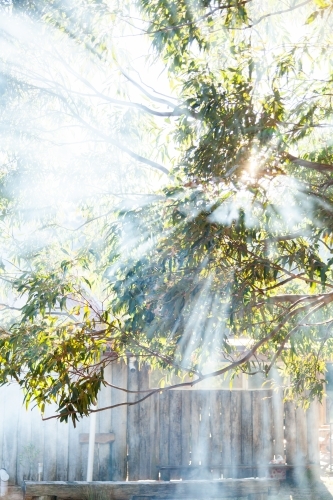 Smoke and sunlight with rays of light shining through gumtree leaves and branches