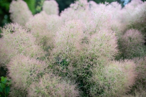 Smoke Bush - Australian Stock Image