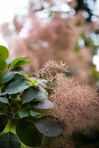 Smoke Bush leaves and flower with copy space - Australian Stock Image