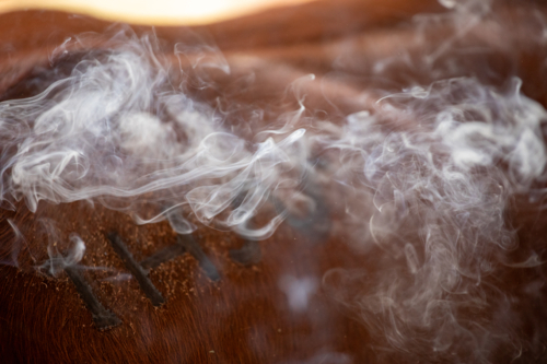 Smoke drifting from a brand which has just been applied to a calf - Australian Stock Image