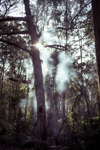 Smoke in forest with sun flare - Australian Stock Image