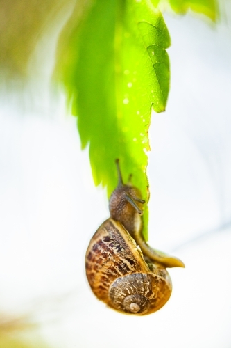 Snail crawling on leaf in garden - Australian Stock Image