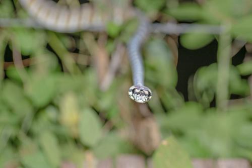 Snake crawling on a grassy field - Australian Stock Image