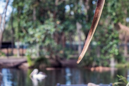 Snake hanging in front of water reserve - Australian Stock Image